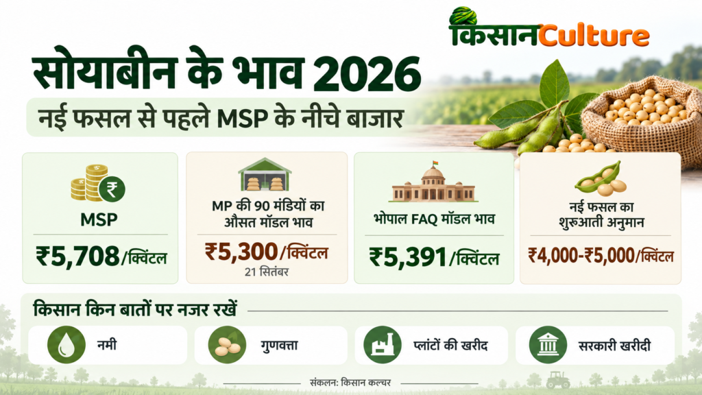 सोयाबीन भाव 2026 : इन्फोग्राफिक में MSP 5708 रुपये, मध्यप्रदेश मंडी औसत 5300 रुपये और भोपाल मॉडल भाव 5391 रुपये