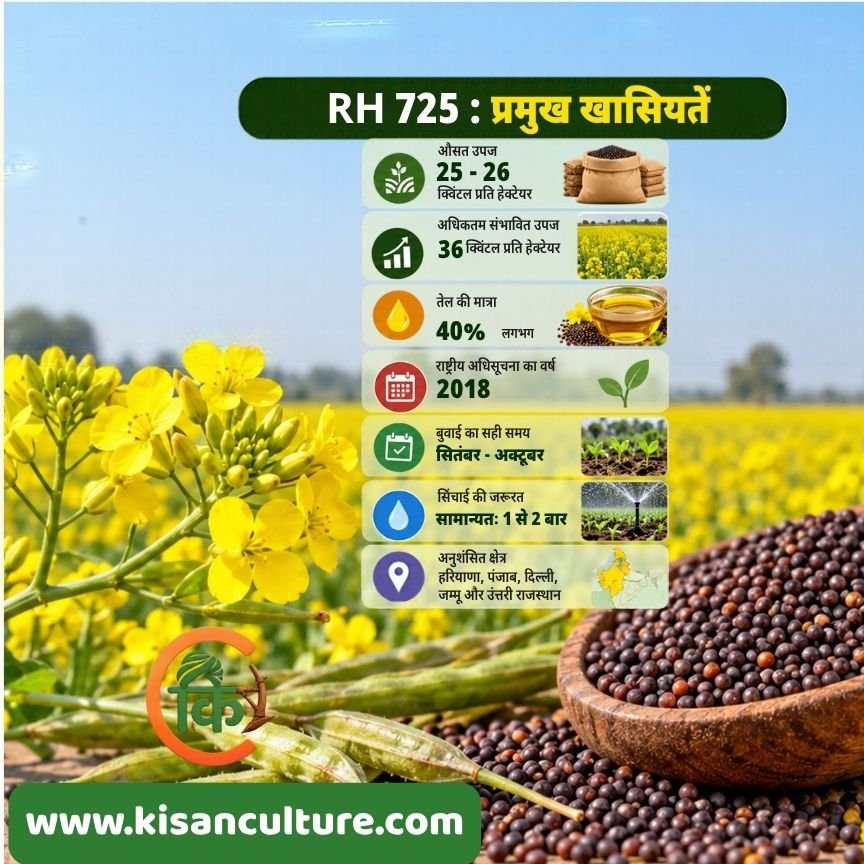 RH 725 सरसों की किस्म में 25 से 26 क्विंटल औसत उपज और लगभग 40 प्रतिशत तेल की जानकारी