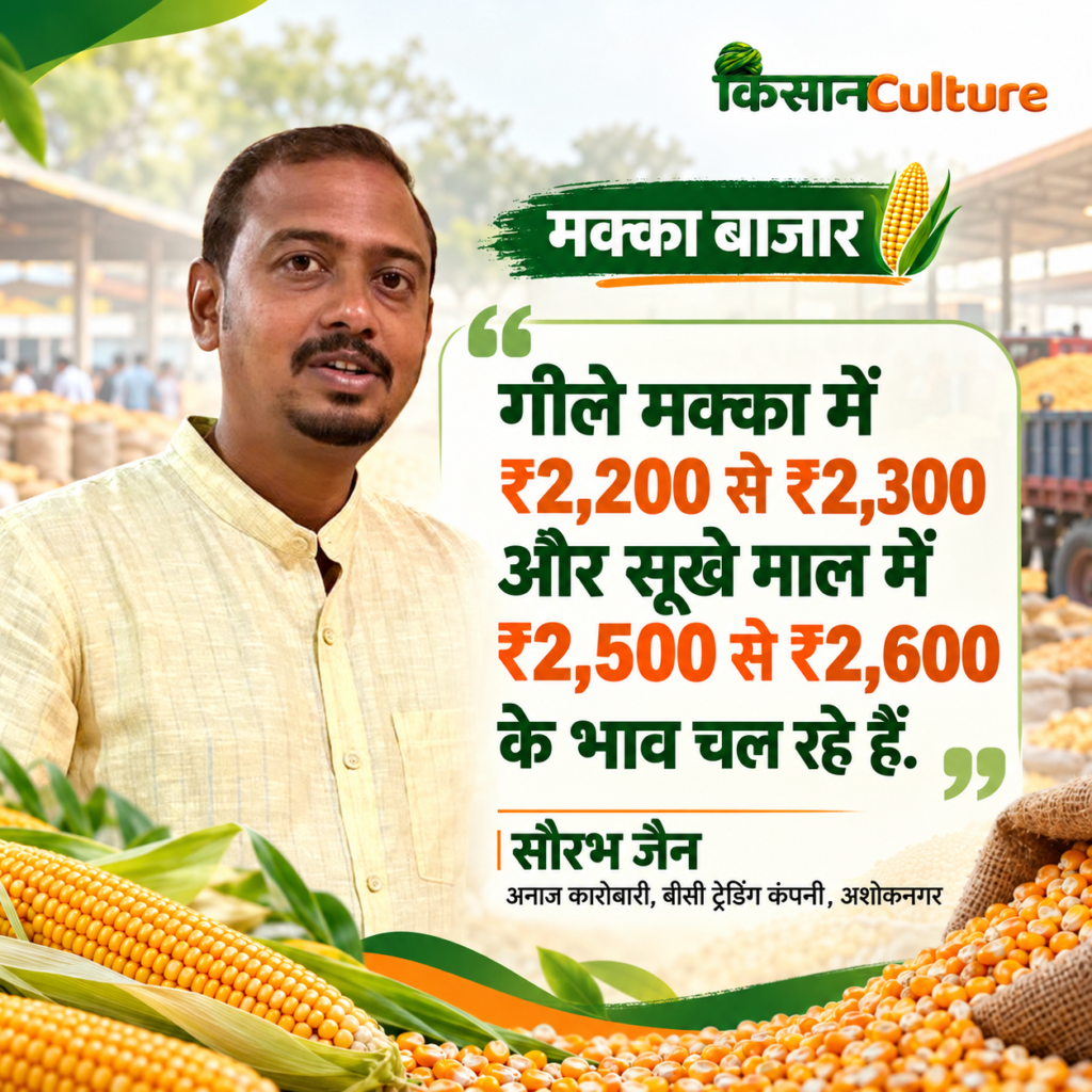 अशोकनगर के अनाज कारोबारी सौरभ जैन का फोटो कोट, जिसमें उन्होंने बताया कि मक्का के भाव में तेजी के बीच गीला मक्का ₹2,200 से ₹2,300 और सूखा मक्का ₹2,500 से ₹2,600 प्रति क्विंटल बिक रहा है।