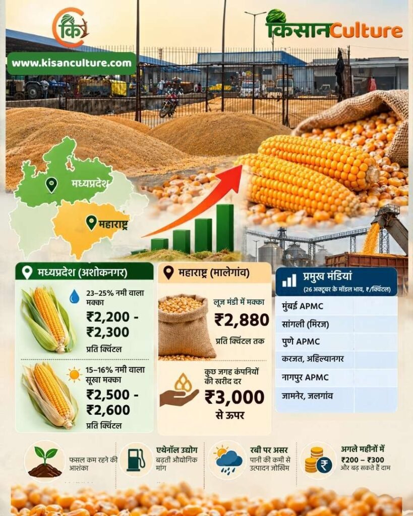 मक्का के भाव में तेजी का इन्फोग्राफिक, जिसमें महाराष्ट्र के मालेगांव में ₹2,880 और मध्यप्रदेश के अशोकनगर में नमी के अनुसार ₹2,200 से ₹2,600 प्रति क्विंटल के भाव, प्रमुख मंडियों की कीमतें और आगे तेजी की संभावना दिखाई गई है।