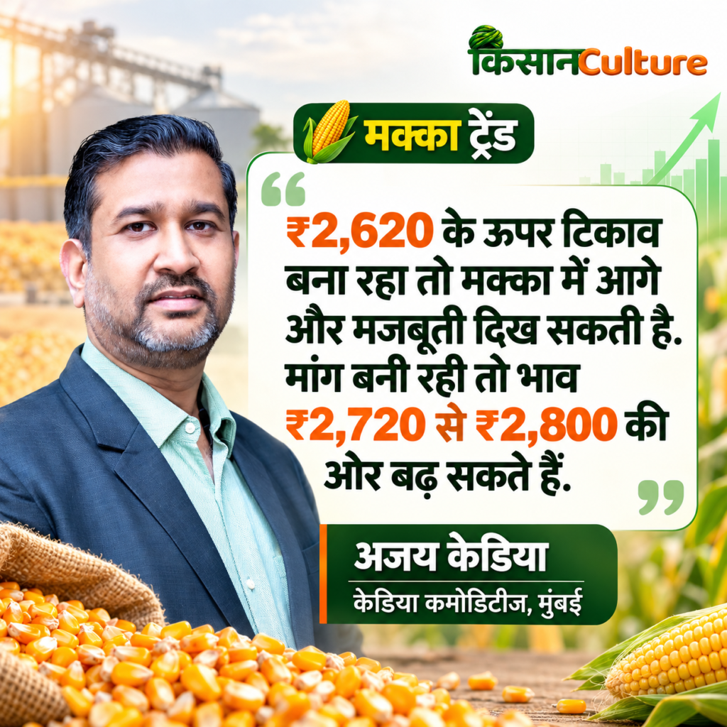 मक्का के भाव में तेजी पर केडिया कमोडिटीज, मुंबई के अजय केडिया का फोटो कोट, जिसमें ₹2,620 के ऊपर कीमत टिकने पर ₹2,720 से ₹2,800 तक बढ़ने की संभावना बताई गई है।