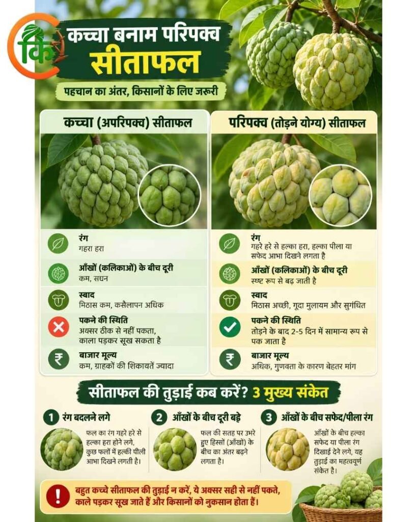 सिवनी जम्बो सीताफल की पहचान: कच्चे और परिपक्व सीताफल में अंतर और तुड़ाई के 3 सही संकेत