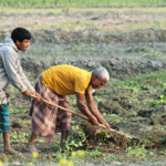 खेत में फसल की देखभाल करते किसान