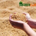 श्यामपुर मंडी सोयाबीन भाव, नई फसल की पहली आवक 5511 रुपये प्रति क्विंटल