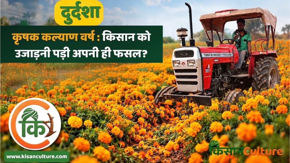गेंदे की खेती में उचित भाव नहीं मिलने पर अशोकनगर के भुगावली गांव में किसान संदीप दीक्षित की 10 बीघा फूलों की फसल नष्ट करने की घटना।