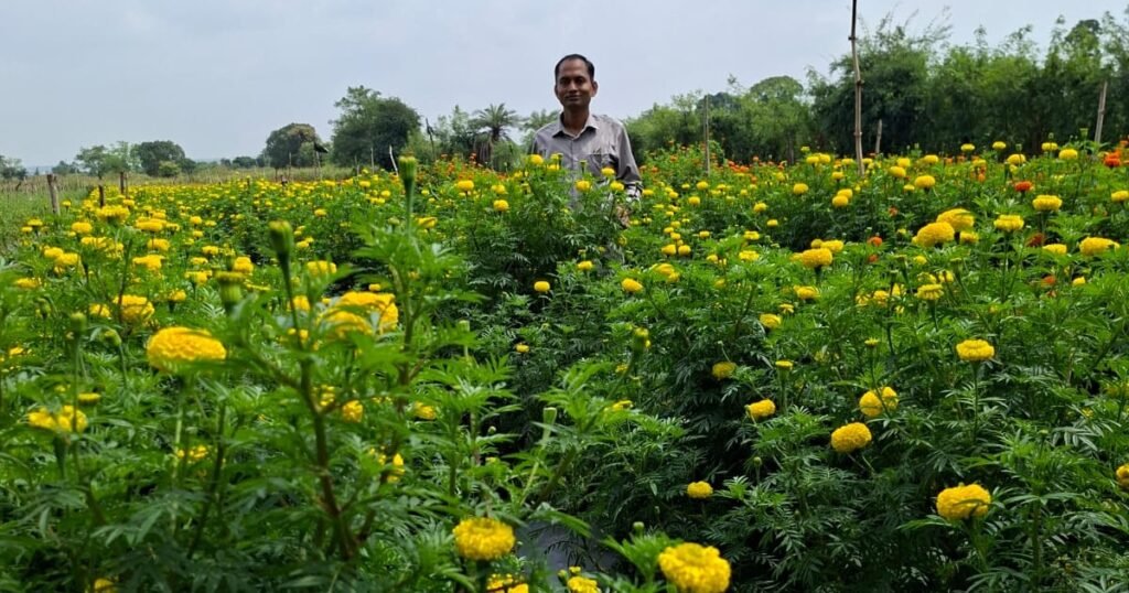 गुना में 1,000 एकड़ में गेंदा और 1,000 एकड़ में धनिया उत्पादन के लिए क्लस्टर योजना