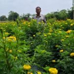 गुना में 1,000 एकड़ में गेंदा और 1,000 एकड़ में धनिया उत्पादन के लिए क्लस्टर योजना