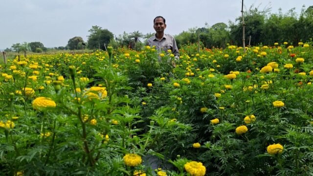 गुना में 1,000 एकड़ में गेंदा और 1,000 एकड़ में धनिया उत्पादन के लिए क्लस्टर योजना
