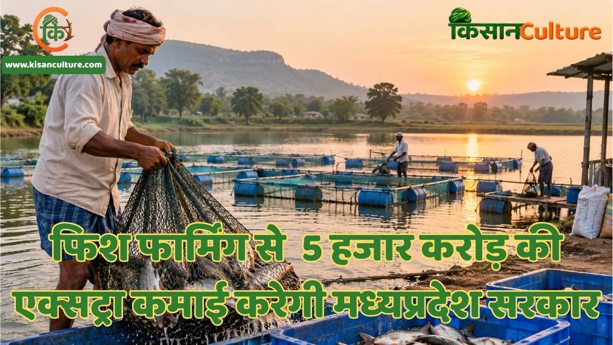 मछली पालन से कमाई के लिए मध्यप्रदेश में तालाब और केज कल्चर तकनीक से मछली उत्पादन करते मत्स्य पालक