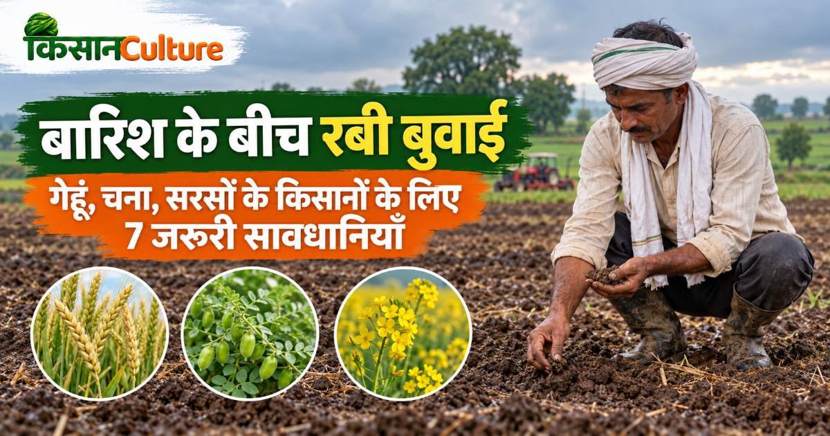 बेमौसम बारिश और रबी की बुवाई के बीच खेत की नमी जाँचता किसान