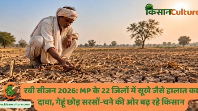 रबी सीजन 2026 में सूखे खेत की मिट्टी जांचता किसान, कम बारिश और सिंचाई संकट का प्रतीकात्मक दृश्य