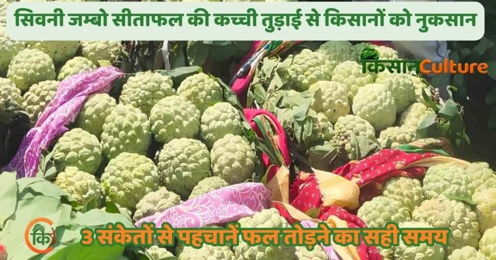 सिवनी जम्बो सीताफल की पहचान: कच्चे और परिपक्व सीताफल में अंतर और तुड़ाई के 3 सही संकेत