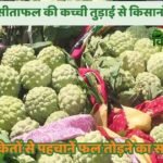 सिवनी जम्बो सीताफल की पहचान: कच्चे और परिपक्व सीताफल में अंतर और तुड़ाई के 3 सही संकेत
