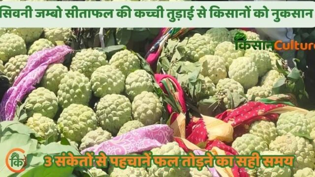 सिवनी जम्बो सीताफल की पहचान: कच्चे और परिपक्व सीताफल में अंतर और तुड़ाई के 3 सही संकेत