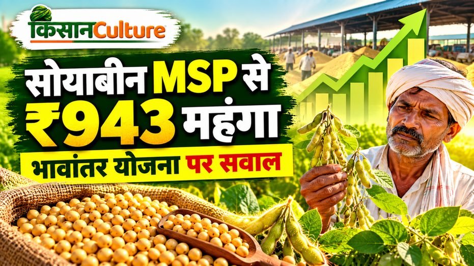 मध्यप्रदेश की मंडी में सोयाबीन की गुणवत्ता जांचते किसान, सोयाबीन भावांतर योजना 2026
